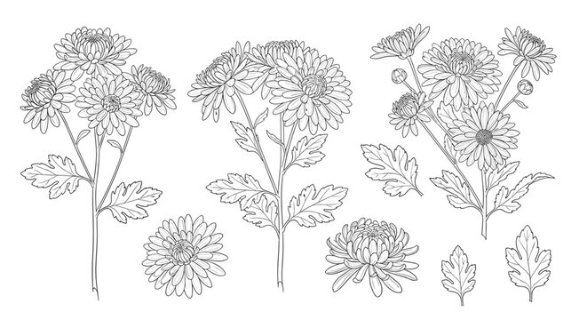 A detailed set of black and white line art illustrations of chrysanthemum flowers including bouquets stems and individual blossoms.