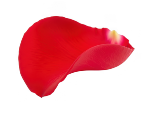 Red rose petal isolated on transparent background