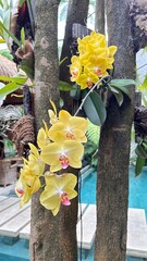 Yellow orchid flowers growing on tree trunk