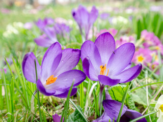Lila gro&szlig;e Krokusse