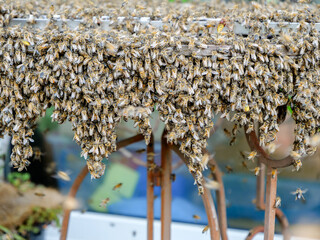 Bienen arbeiten zusammen