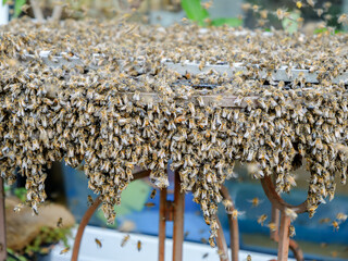 Bienenschwarm