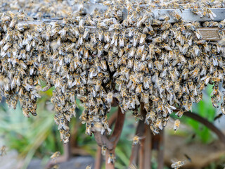 Bienenschwarm auf Tisch