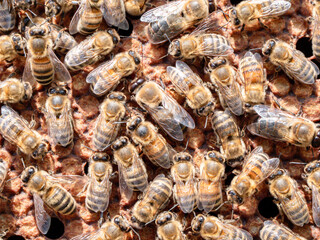 Drohen und Arbeiterinnen  auf einer Bienenwabe