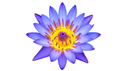 Isolated, radiant top-down shot of a vibrant blue lotus flower with golden yellow center
