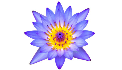 Obraz premium Vivid blue water lily with yellow center, isolated against black background