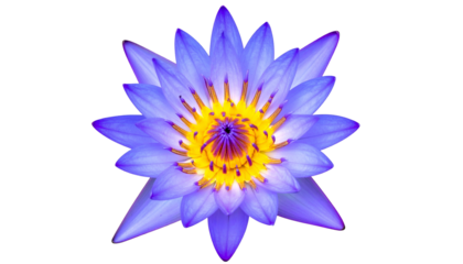 Vivid blue water lily with yellow center, isolated against black background