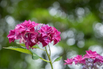 Obraz premium Ajisai