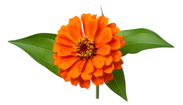Vibrant orange flower with surrounding green leaves on a transparent black background - Powered by Adobe