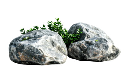 Two textured grey rocks with green foliage emerging, isolated on a black background