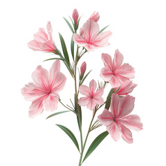 Obraz premium Delicate Pink Oleander Flowers with Green Leaves Isolated bloom isolated on a transparent background