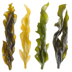 Four Different Types of Seaweed (57 isolated on a transparent background