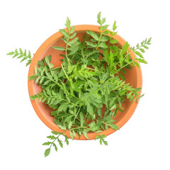 Fresh Green Herb Leaves in an Orange Terracotta Bowl herbs green herbs isolated on a transparent background