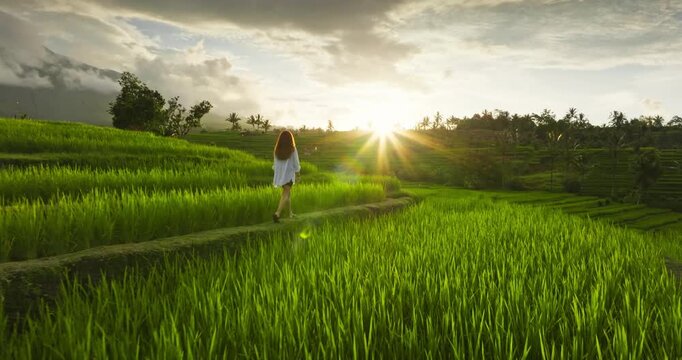 Tourist woman with long hair walking on narrow path of rice paddy fields terrace glowing with the golden light of bright sunset, inspiring peace, relax, vacation and travel. Tropical nature landscape