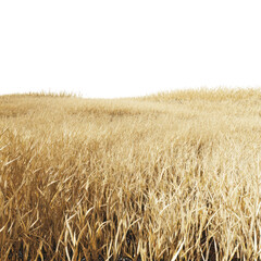Golden Dry Grass Field Under a Dark Sky yellow isolated on a transparent background