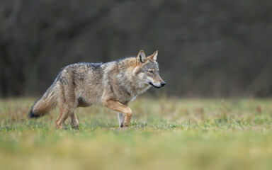 Grey wolf ( Canis lupus ) close up