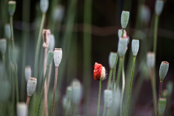 A red poppy emerging from its bud, isolated, alongside many others that have already lost their petals. Red and green, complementary colors, stand out.