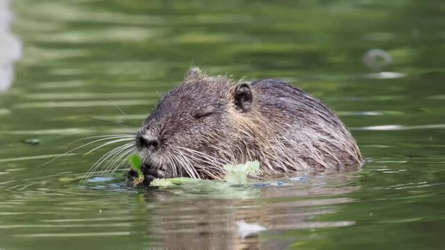 Ragondin (Myocastor coypus) s&rsquo;alimentant &agrave; la surface de l&rsquo;eau, rongeur semi-aquatique en milieu naturel
