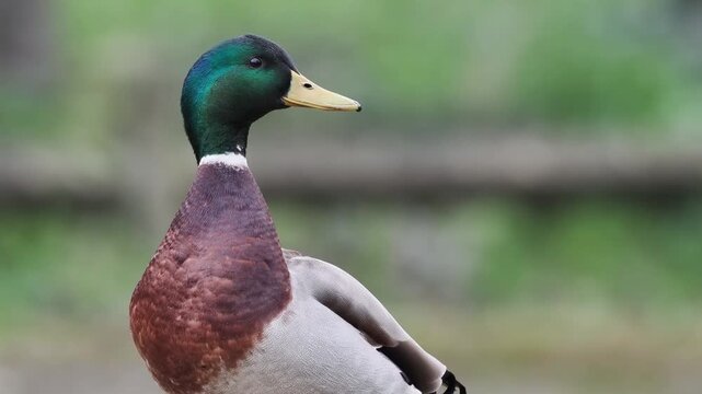 Canard colvert m&acirc;le (Anas platyrhynchos) adulte en plumage nuptial, oiseau aquatique en milieu naturel