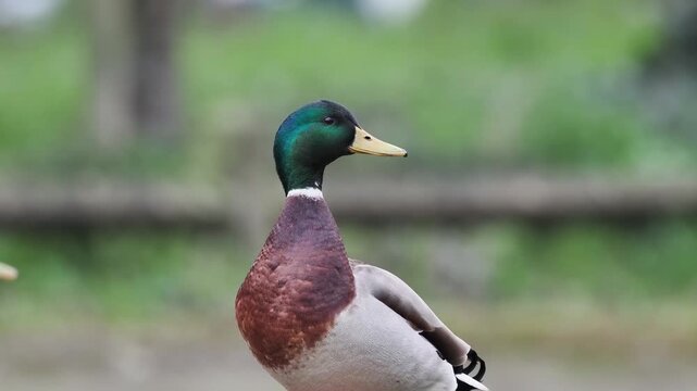 Canard colvert m&acirc;le (Anas platyrhynchos) adulte en plumage nuptial, oiseau aquatique en milieu naturel