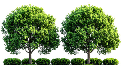 Two leafy green trees stand side-by-side with trimmed hedges in front, against black