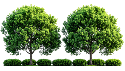 Two leafy green trees stand side-by-side with trimmed hedges in front, against black