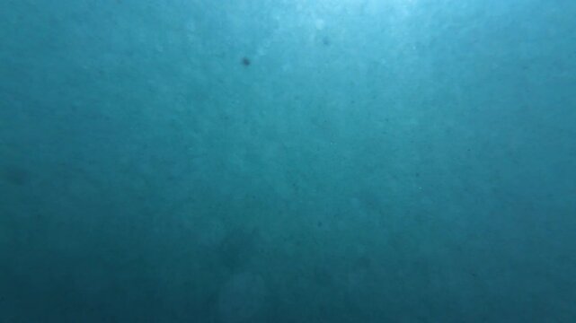 Slow Motion x4 Filmed at 120fps Underwater Sunlight Blue