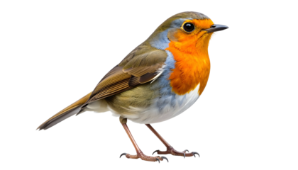 Isolated profile of a small bird with orange breast, brown wings, standing on thin legs