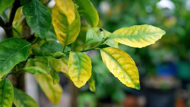 Medium shot showing yellowing lemon tree leaves focusing on nutrient deficiency identification and corrective care methods.