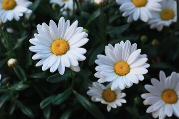 Fototapeta premium Beautiful white daisy flowers in close up realistic bloom vibrant petals garden view