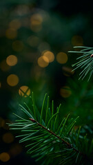 Green Christmas tree branch blurred in bokeh