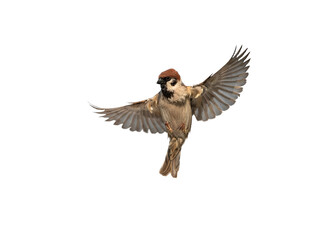 bird sparrow with spread wings in flight on white isolated background