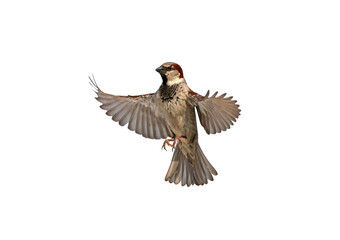 Fototapeta premium bird sparrow with spread wings in flight on white isolated background
