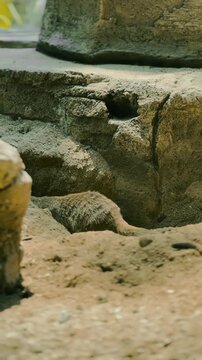 Meerkat Digging in Sandy Soil, Wildlife Behavior