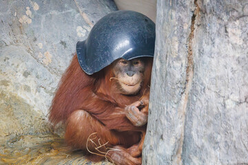 Sumatran Orangutan juvenile playing in a zoo habitat in Alabama. Orangutan critically endanger due to habitat loss in Sumatra. © Wildspaces
