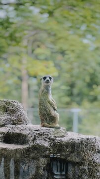 Alpha Meerkat Standing on Rock and Watching Surroundings