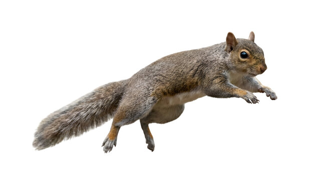 Cute grey squirrel isolated