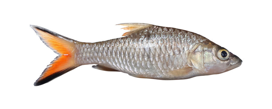 Medium size hampala barb fish specimen on transparent background