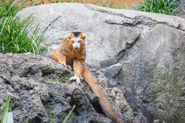 The Crowned Lemur can live up to 19 years and this one lives in a zoo habitat in Alabama. Native to Madagascar Africa named for the triangle patch of white fur on their head that looks like a crown.