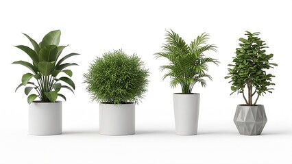Four Potted Houseplants in White and Gray Planters on a White Background stock