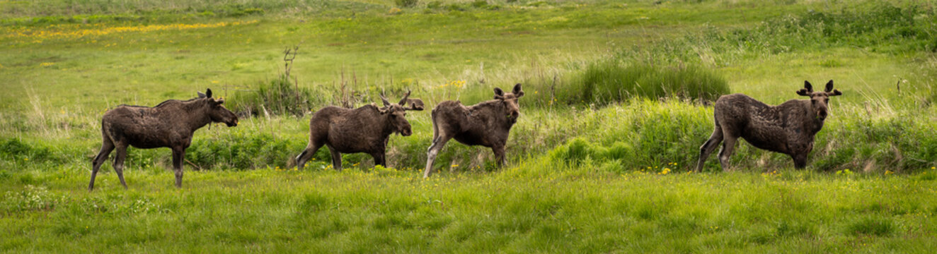 Group Of Moose Grazing On Natural Pasture On Andoya Island Of Lofoten In Norway
