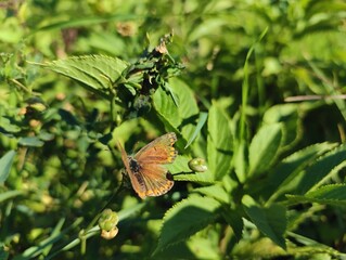 Close up beautiful horizontal photo image of brown orange butterfly perched on purple blossom flower green grass high quality wallpaper poster banner perfect for campaigns