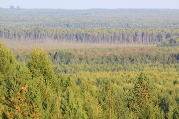 Obraz premium forest of northeastern Europe in late summer