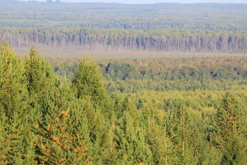 forest of northeastern Europe on a sunny day in late summer