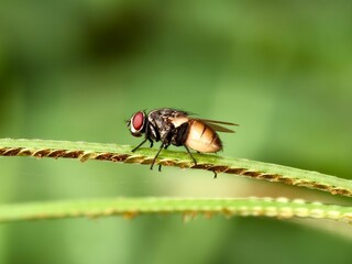 Musca domestica fly on green grass with blurry background