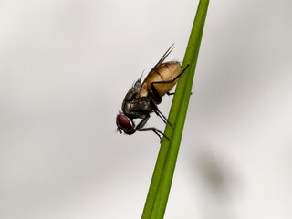 Musca domestica flies on grass stems