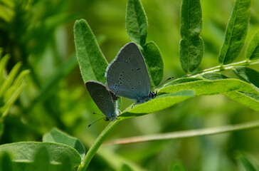 Two Blue Butterflies Resting on Green Leaves macro