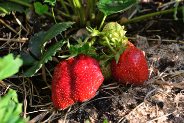 Fresh Ripe organic Strawberries Growing in the Garden in sunset close up