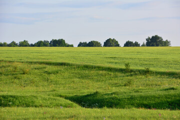 a background with Green Field Under a Blue Sky in sunset copy space