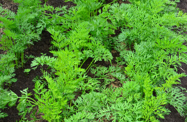 Lush Green Carrot Tops Growing in a Garden Bed close up